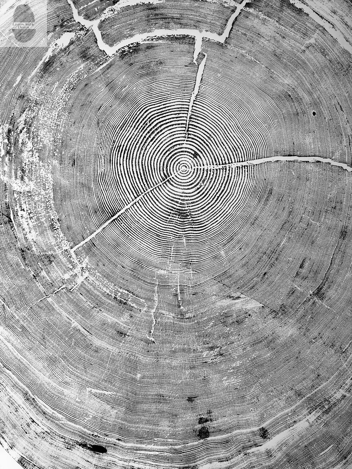Oregon Coast Sitka Spruce - 52x60 - Tree Wall Art