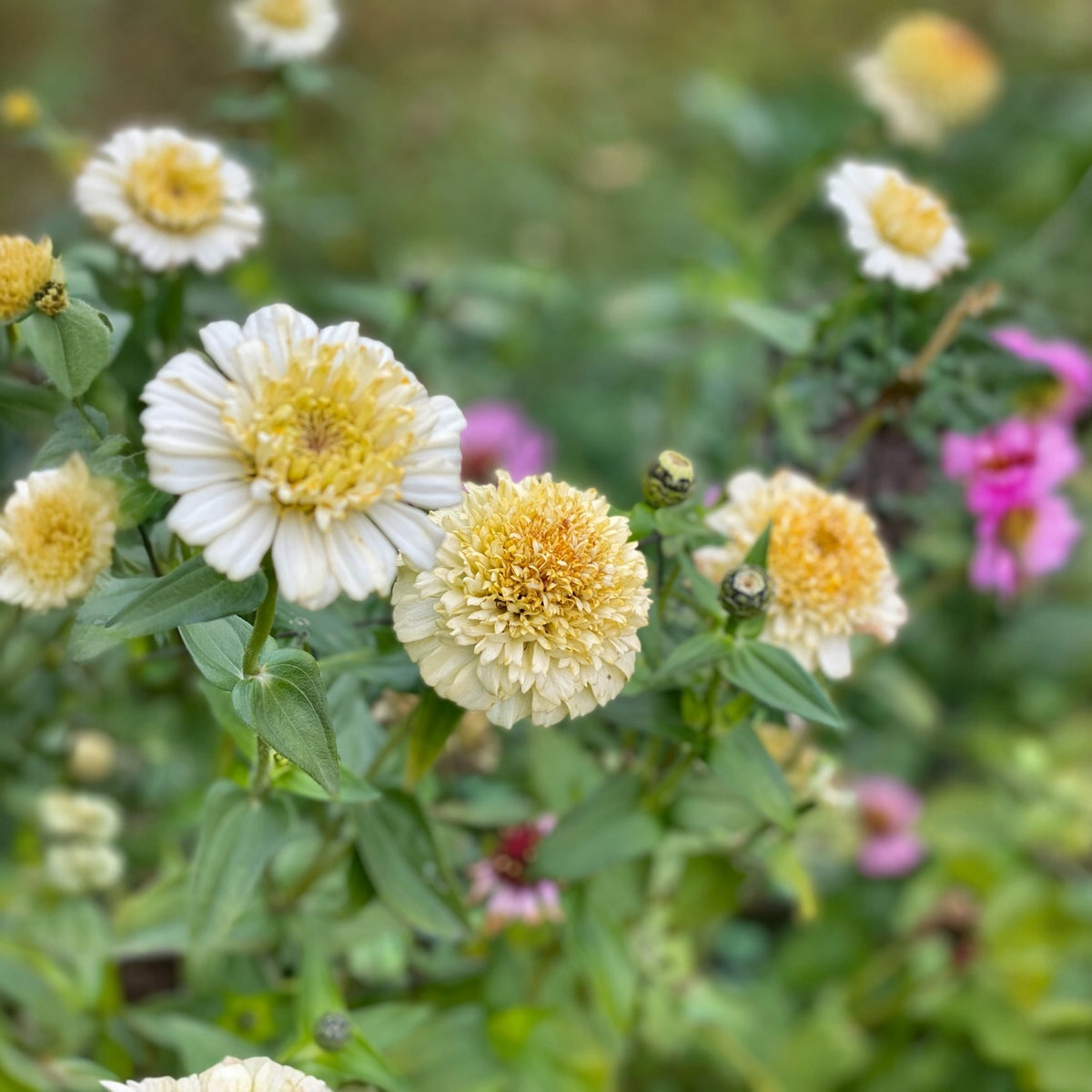 Seed Packet - Peaches and Cream Cresto! Zinnias