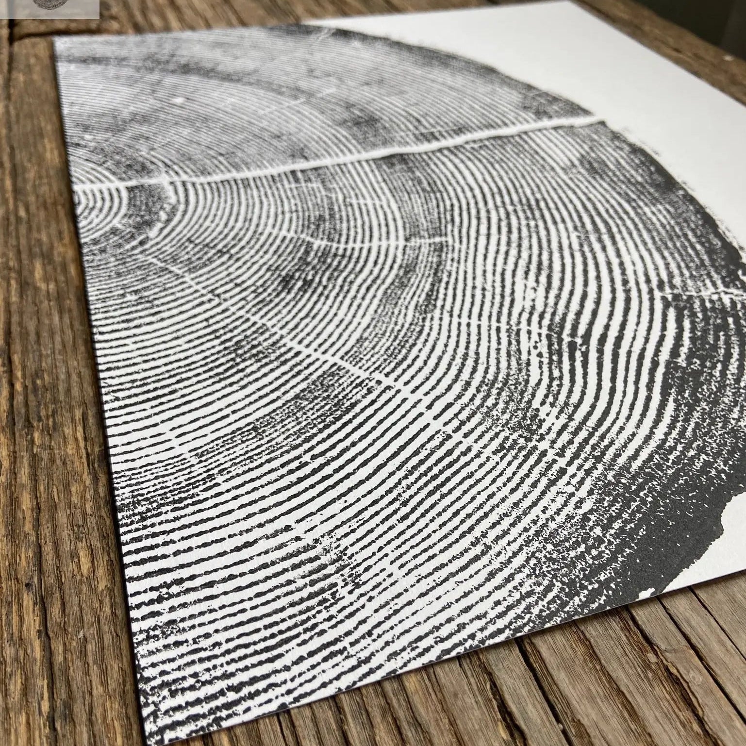 Rock Canyon Pine Limited Edition 11x14 inches