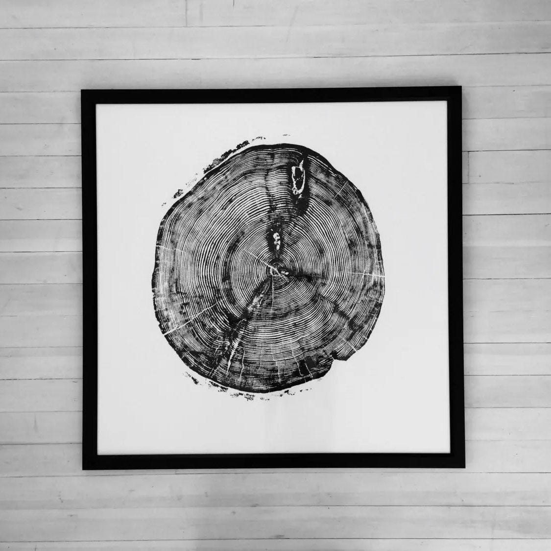 Sundance Canyon, Utah, White Pine - 36x36 Print