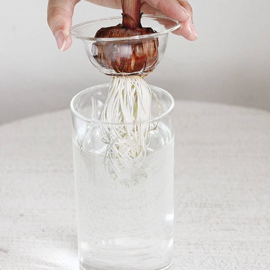 A clear glass vase with a removable dish on top, into which a bulb is placed, allowing roots to grow through the dish.