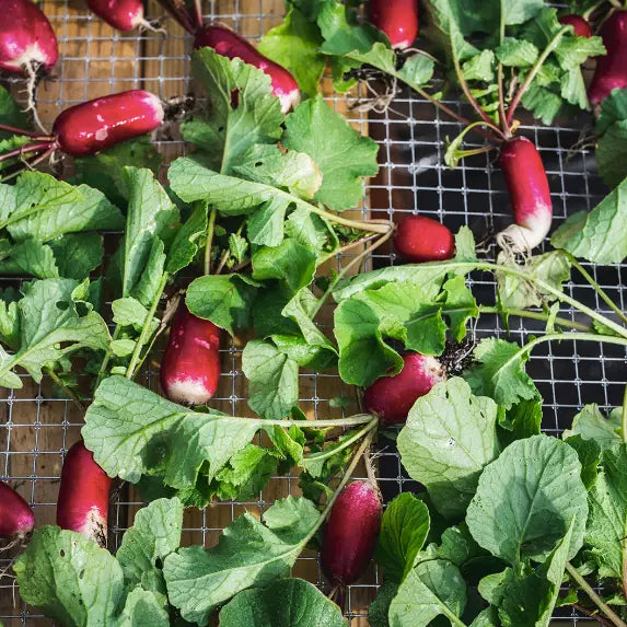 Seed Packet - French Breakfast Radish