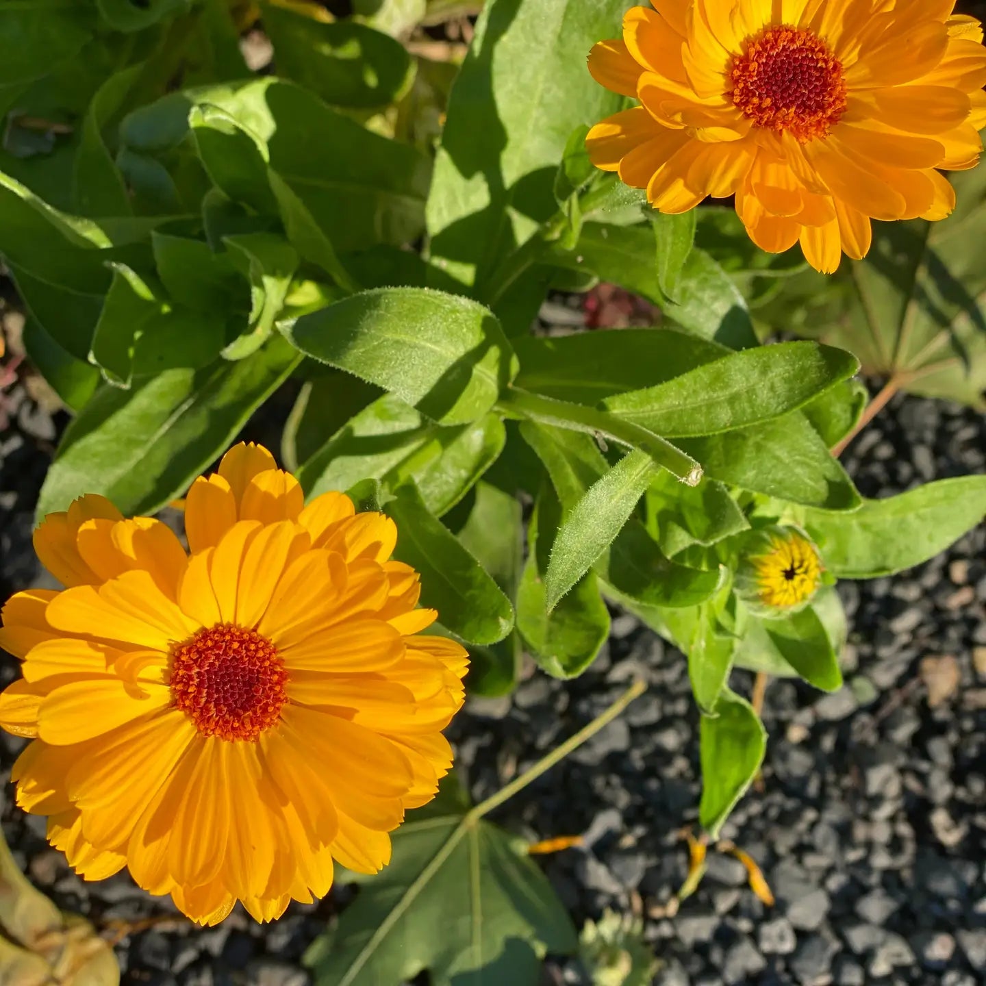 Seed Packet - Organic Resina Calendula