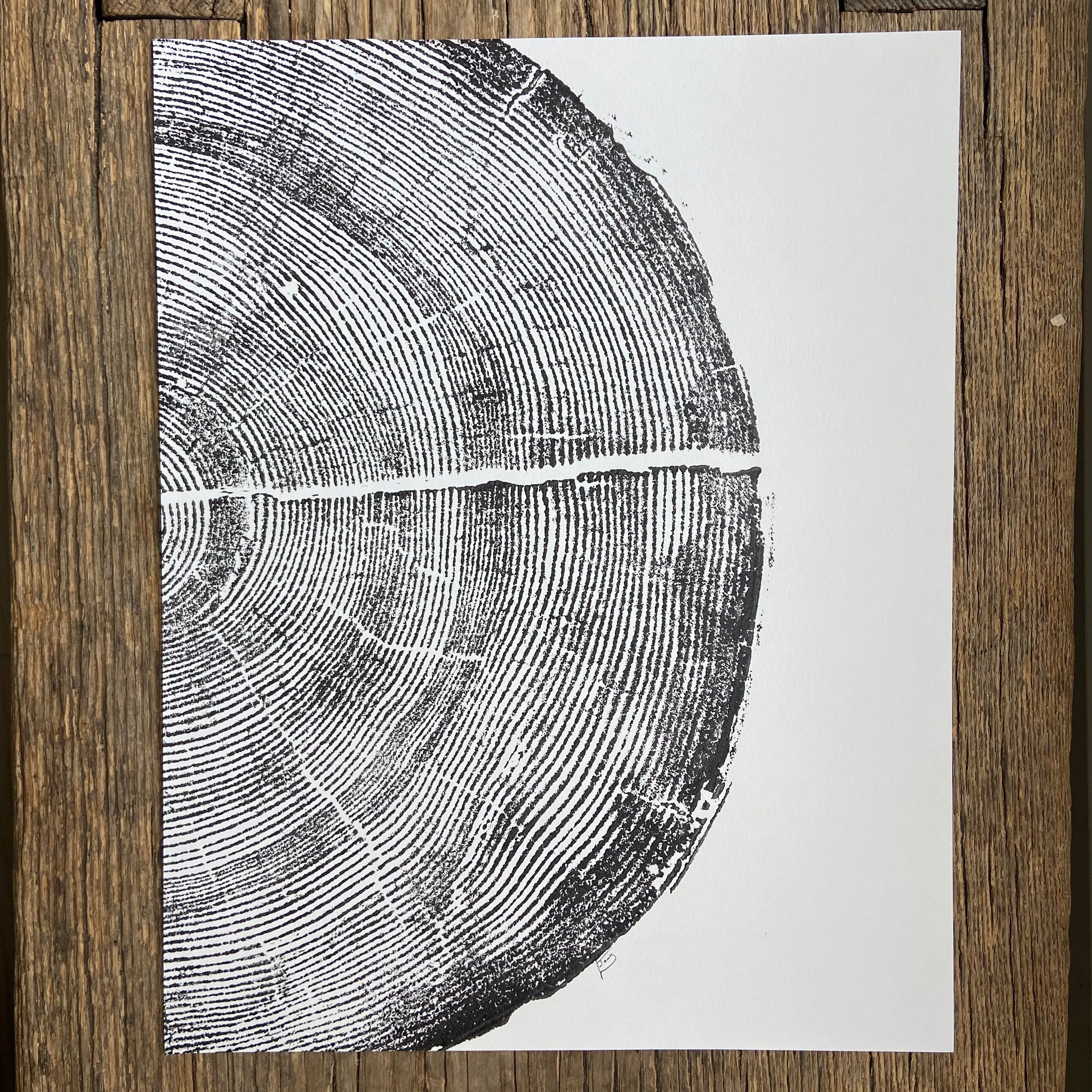 Rock Canyon Pine Limited Edition 11x14 inches