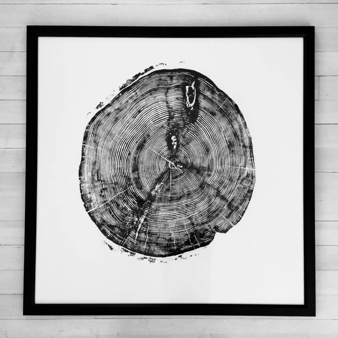 Sundance Canyon, Utah, White Pine - 36x36 Print