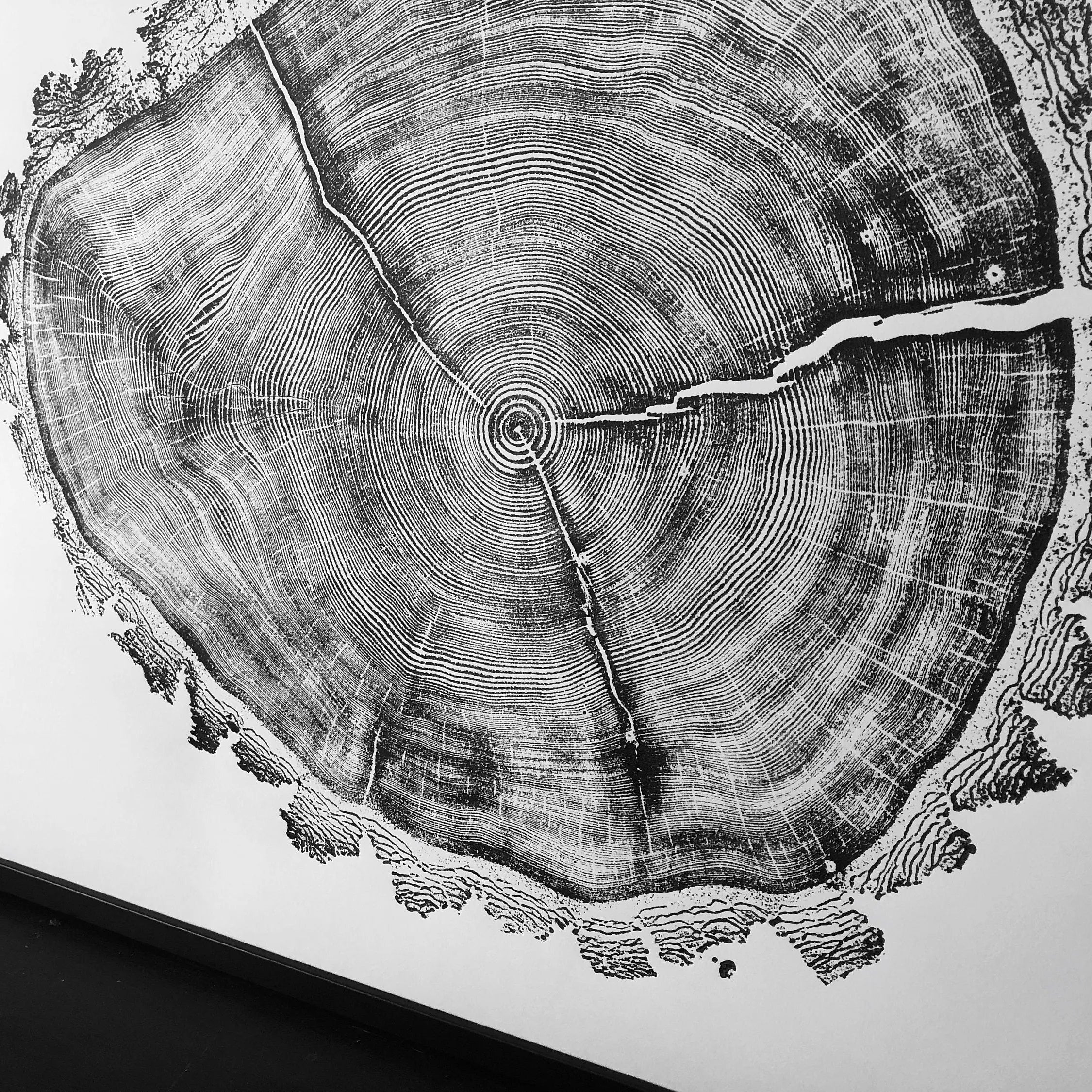 Utah Art, Tree Ring Print, Ski Art, Lumber, Shabby Tree, Wood Slice Wall Art, Natural Wood Slices