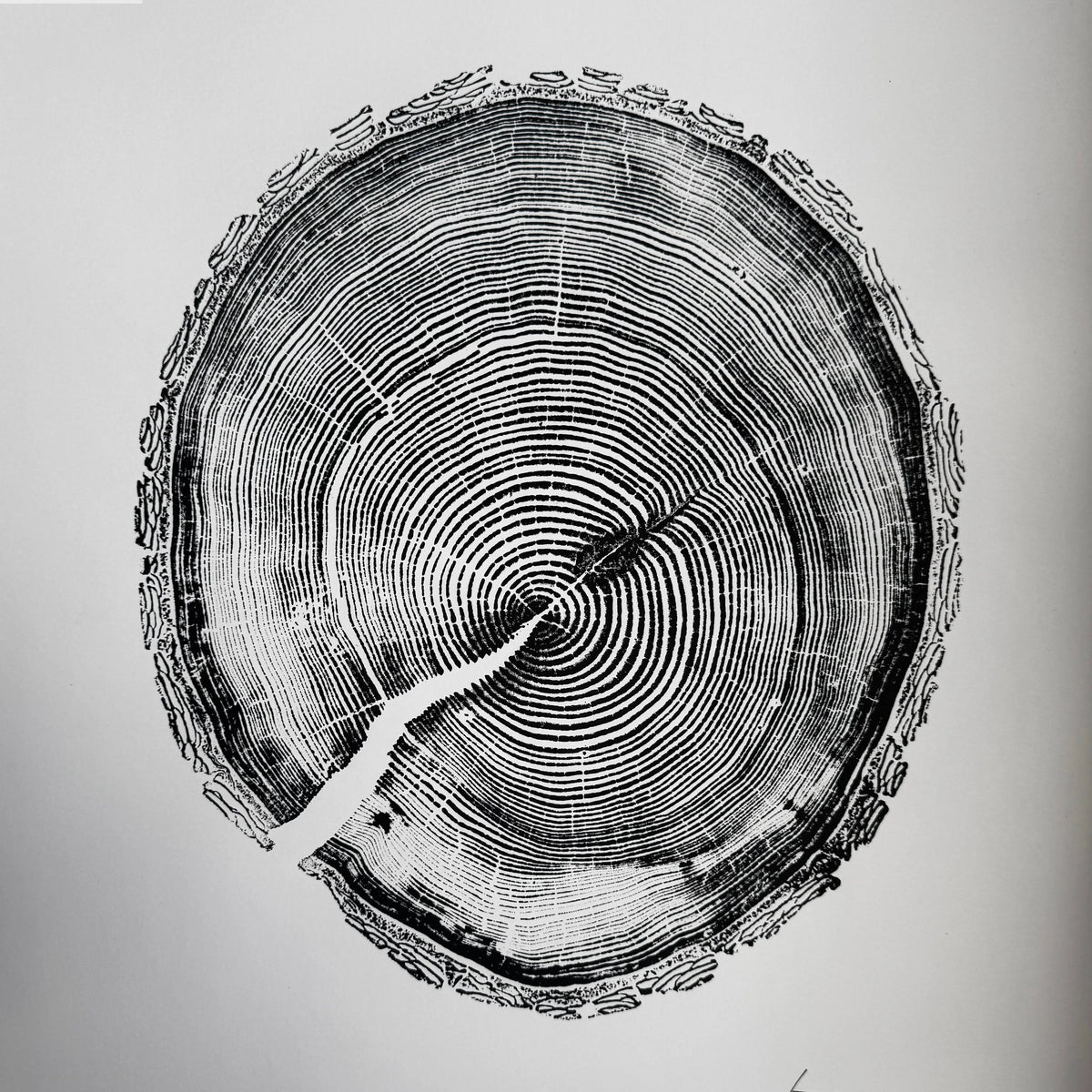 White Pine Tree Ring Impression – Taylor County, WI – 18x24 Signed Artwork