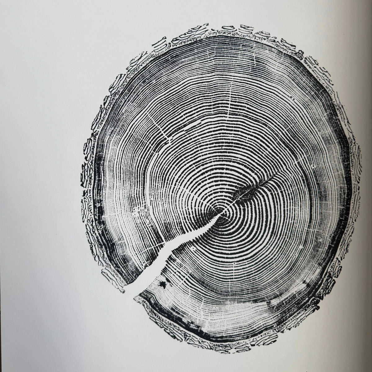 White Pine Tree Ring Impression – Taylor County, WI – 18x24 Signed Artwork